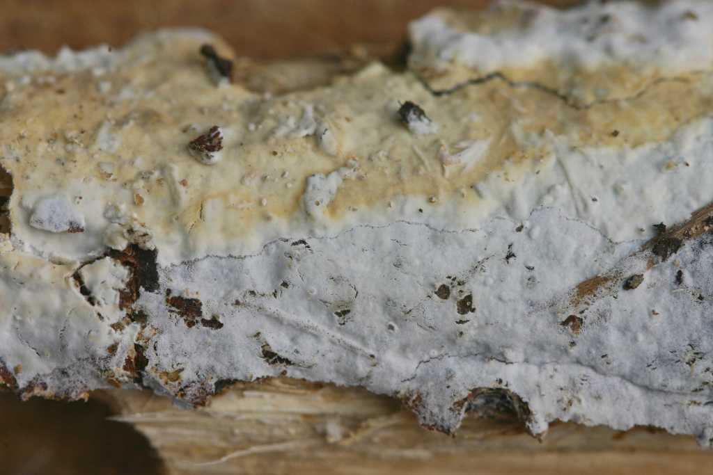 Phanerochaete velutina?
